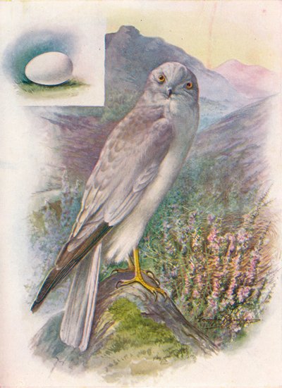 Kura-Harrier - Circus cyaneus, c1910, 1910 autorstwa George James Rankin