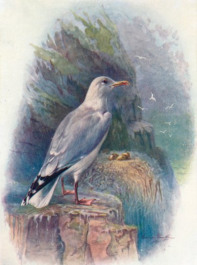 Mewa srebrzysta - Larus argentatus, c1910, 1910 autorstwa George James Rankin