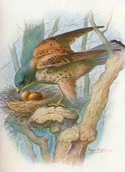 Pustułka - falco tinnunculus, c1910, 1910 autorstwa George James Rankin