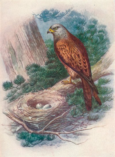 Latawiec - Milvus ictinus, c1910, 1910 autorstwa George James Rankin
