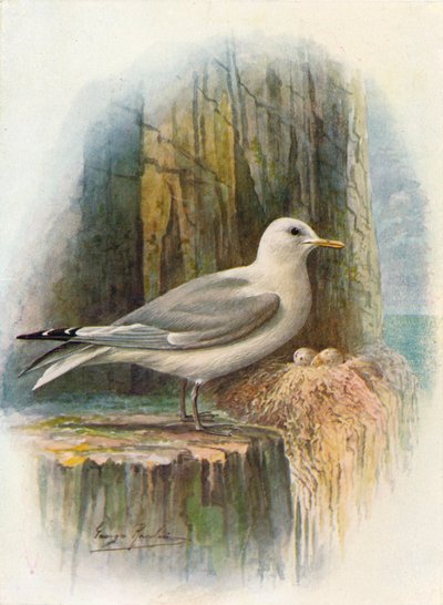 Kittiwake - Rissa tridactyla, c1910, 1910 autorstwa George James Rankin