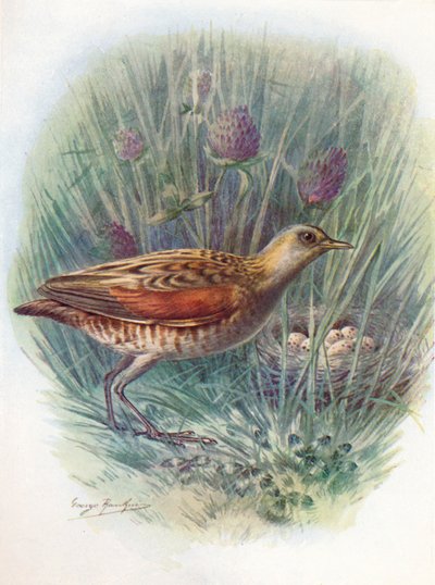 Landrail lub derkacz - Crex pratensis, c1910, 1910 autorstwa George James Rankin