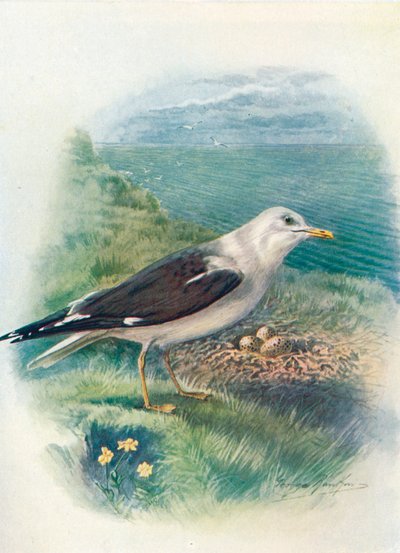 Mewa śmieszka - Larus fuscus, c1910, 1910 autorstwa George James Rankin