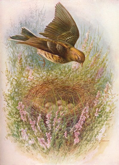 Meadow-Pipit lub Titlark - Anthus pratensis, c1910, 1910 autorstwa George James Rankin