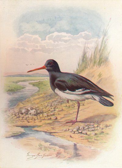 Łapacz ostryg - Haematopus ostralegus, c1910, 1910 autorstwa George James Rankin