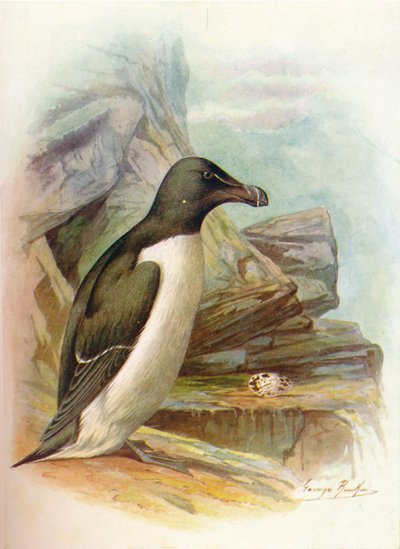 Razorbill - Alca torda, c1910, 1910 autorstwa George James Rankin