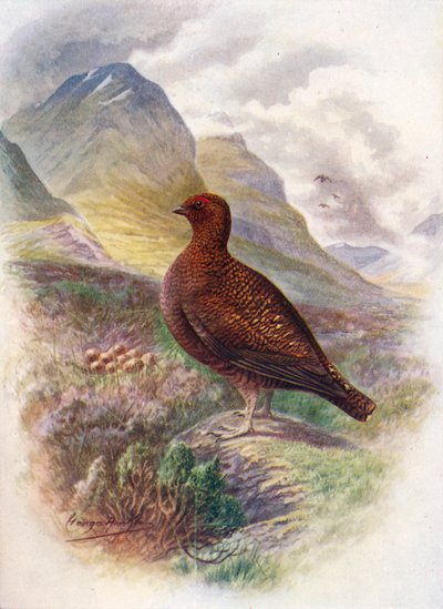 Cietrzew - Lagopus scoticus, c1910, 1910 autorstwa George James Rankin