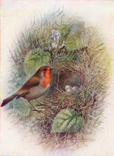 Rudzik lub Rudzik - Erithacus rubecula, c1910, 1910 autorstwa George James Rankin