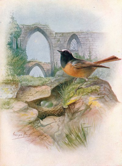 Kopciuszek - Ruticilla phoenicurus, c1910, 1910 autorstwa George James Rankin