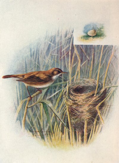 Trzciniak - Acrocephalus streperus, c1910, 1910 autorstwa George James Rankin