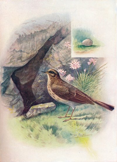 Rock-Pipit - Anthus obscurus, c1910, 1910 autorstwa George James Rankin