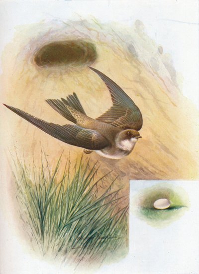 Sand-Martin - Cotile riparia, c1910, 1910 autorstwa George James Rankin
