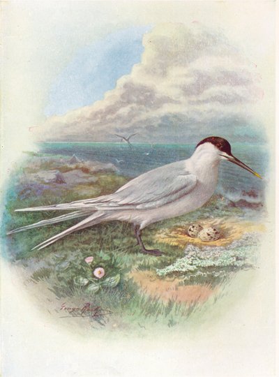Rybitwa kanapkowa - Sterna cantiaca, c1910, 1910 autorstwa George James Rankin