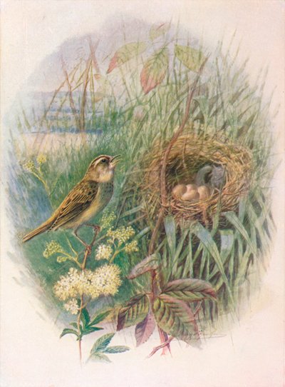 Pokrzewka - Acrocephalus phragmitis, c1910, 1910 autorstwa George James Rankin