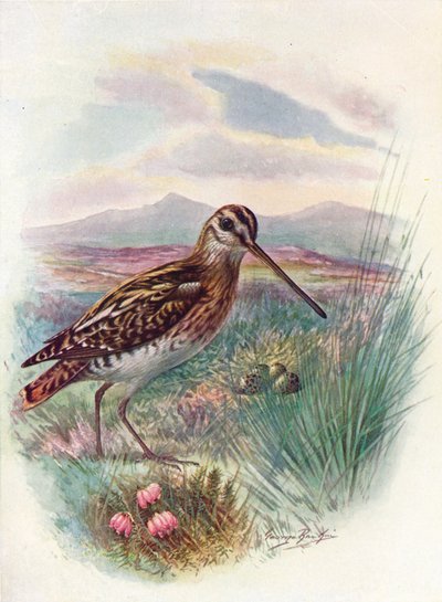 Snipe - Niebiański Gallinago, c1910, 1910 autorstwa George James Rankin