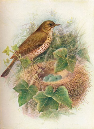 Song-Thrush lub Mavis - Turdus musicus, c1910, 1910 autorstwa George James Rankin