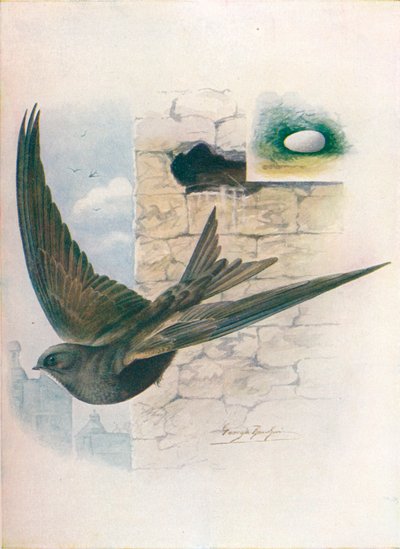 Jerzyk - Cypselus apus, c1910, 1910 autorstwa George James Rankin