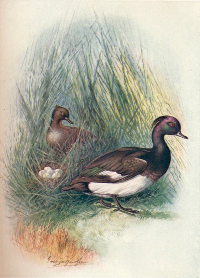 Czernica - Fuligula cristata, c1910, 1910 autorstwa George James Rankin