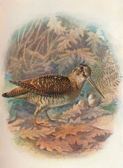 Słonka - Scolopax rusticula, c1910, 1910 autorstwa George James Rankin