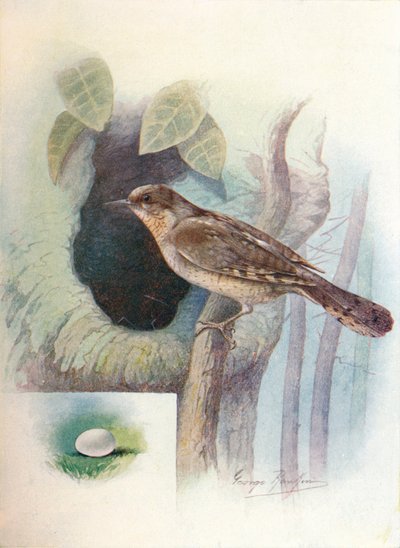 Kręgosłup - Iynx torquilla, c1910, 1910 autorstwa George James Rankin