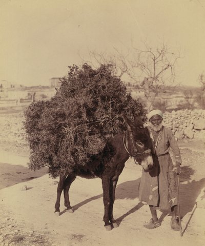 Osioł niosący ładunek korzeni i gałązek na opał, Palestyna, ok. 1900 (zdjęcie)) autorstwa Bartolome Esteban and studio Murillo