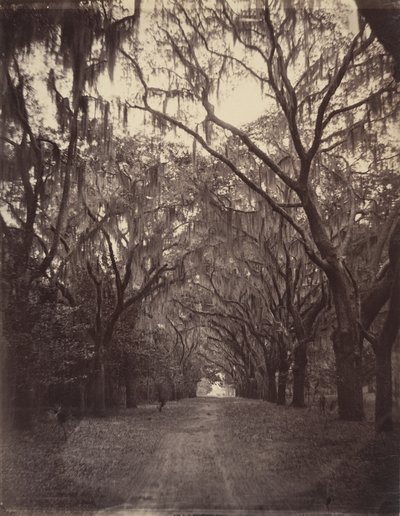 Cmentarz Bonaventure, cztery mile od Savannah autorstwa George N. Barnard