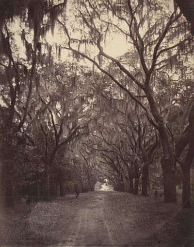 Cmentarz Bonawentury, cztery mile od Savannah, 1866. autorstwa George N. Barnard