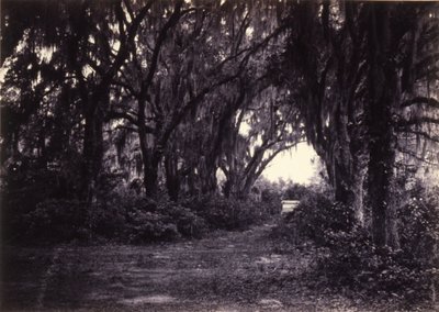 Bonaventure, Savannah, Georgia autorstwa George N. Barnard