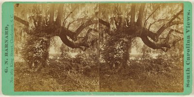 [Live Oaks, cmentarz Magnolia]. autorstwa George N. Barnard
