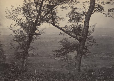 Orchard Gałka z Mission Ridge, 1860. autorstwa George N. Barnard