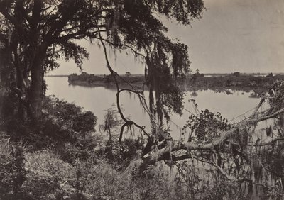 Rzeka Savannah, w pobliżu Savannah, Georgia, lata 60. XIX wieku. autorstwa George N. Barnard