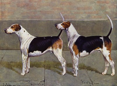 Kolonista i kardynał Puckeridge Foxhounds autorstwa George Paice