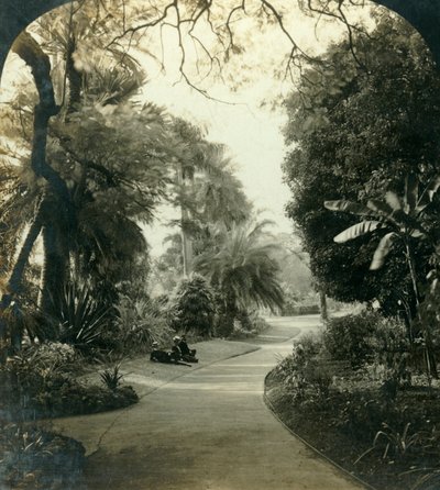 Ścieżka w Queens Park, Brisbane, Australia, c1909. autorstwa George Rose