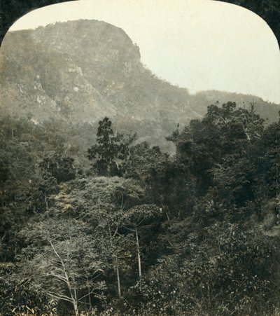 Tropikalna roślinność w wąwozie rzeki Barron,... Cairns, Queensland, Australia, c1909. autorstwa George Rose