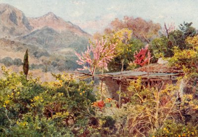 Orange Grove, Mentone (druk kolorowy) autorstwa George Samuel Elgood