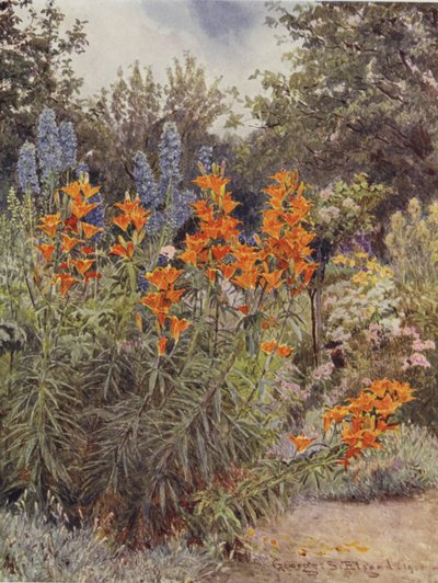 Lilie pomarańczowe i Larkspur autorstwa George Samuel Elgood