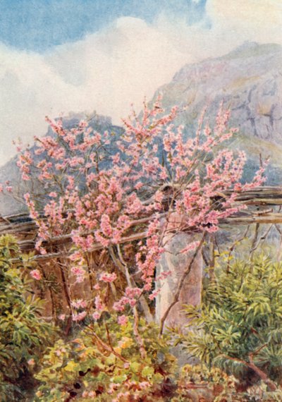 "Peach-trees ablow" (kolorowa litografia) autorstwa George Samuel Elgood
