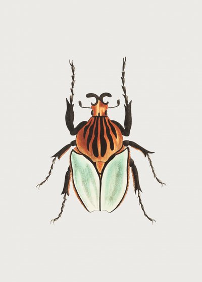 Wódz Beetle autorstwa George Shaw