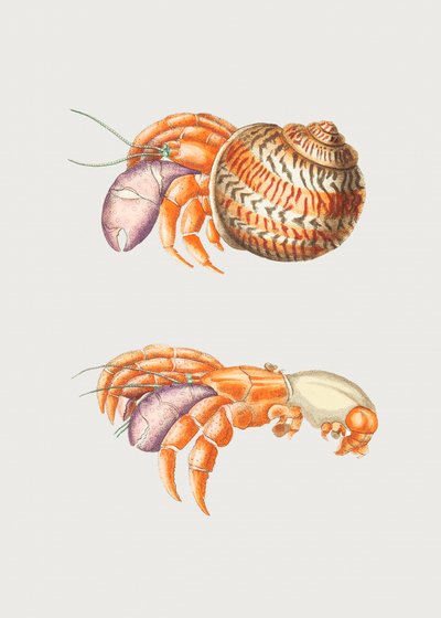 Krab diogenowski autorstwa George Shaw