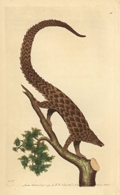 Manis czteropalczasty, łuskowiec długoogonowy lub łuskowiec czarnobrzuchy, z „Miscellany przyrodnika” autorstwa George Shaw