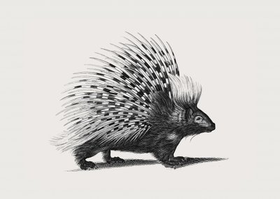 Ilustracja przedstawiająca jeżozwierza autorstwa George Shaw