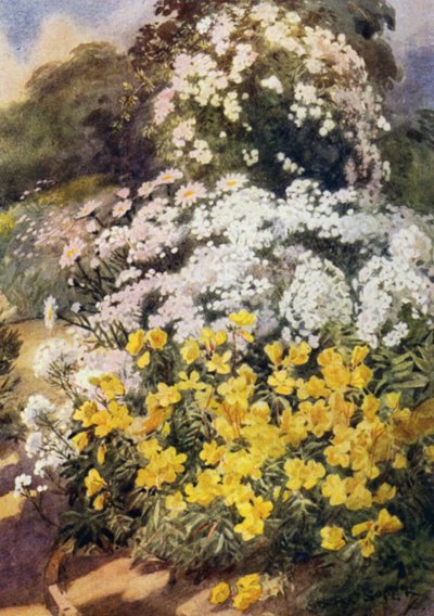 Oenothera Fruticosa Youngii, jeden z najlepszych wiesiołków, na tle białych floksów, Achillea Ptarmica i Shasta Daisies (kolor lito) autorstwa George Soper