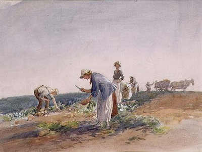 Rzepa (akwarela i gwasz) autorstwa George Soper