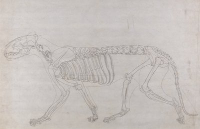 Anatomiczna ekspozycja porównawcza budowy ludzkiego ciała z ciałem tygrysa i zwykłego ptactwa: Szkielet tygrysa, widok z boku autorstwa George Stubbs