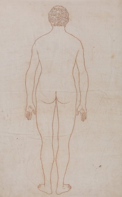 Anatomiczna ekspozycja porównawcza budowy ciała ludzkiego z ciałem tygrysa i ptactwa domowego: Ciało ludzkie, widok z tyłu (rysunek poglądowy do tabeli VII) autorstwa George Stubbs