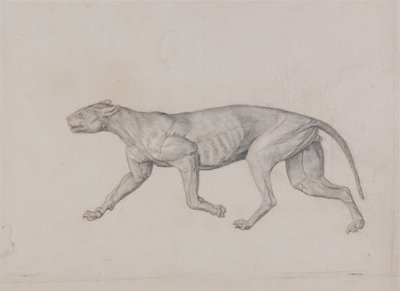 Anatomiczne porównanie budowy ludzkiego ciała z ciałem tygrysa i ptactwa domowego:  Ciało lamparta, widok z boku autorstwa George Stubbs