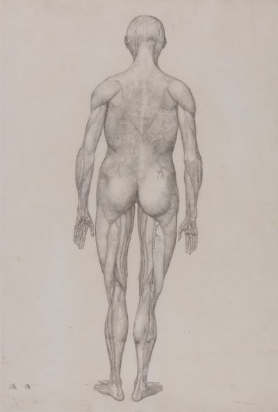Anatomiczna ekspozycja porównawcza struktury ludzkiego ciała z ciałem tygrysa i zwykłego ptactwa: Postać ludzka, widok z tyłu (prawie identyczny z ukończonym rysunkiem dla tabeli XII) autorstwa George Stubbs