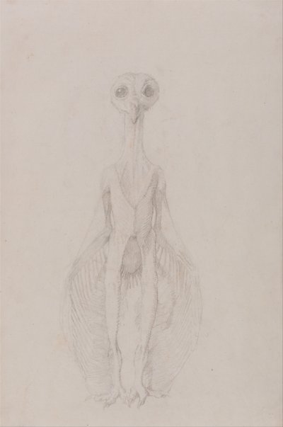 Anatomiczne porównanie budowy ludzkiego ciała z ciałem tygrysa i ptactwa domowego: Stojąca sowa, widok z przodu autorstwa George Stubbs