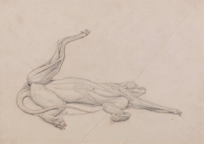 Anatomiczne porównanie budowy ludzkiego ciała z ciałem tygrysa i ptactwa domowego: Tygrys w pozycji leżącej, widziany dośrodkowo autorstwa George Stubbs