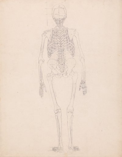 Anatomiczne porównanie budowy ludzkiego ciała z ciałem tygrysa i ptactwa domowego: Ludzki szkielet, widok z tyłu autorstwa George Stubbs